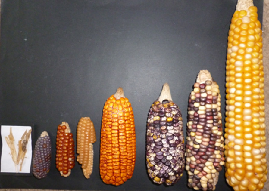 Semillas maiz Colombia 2014